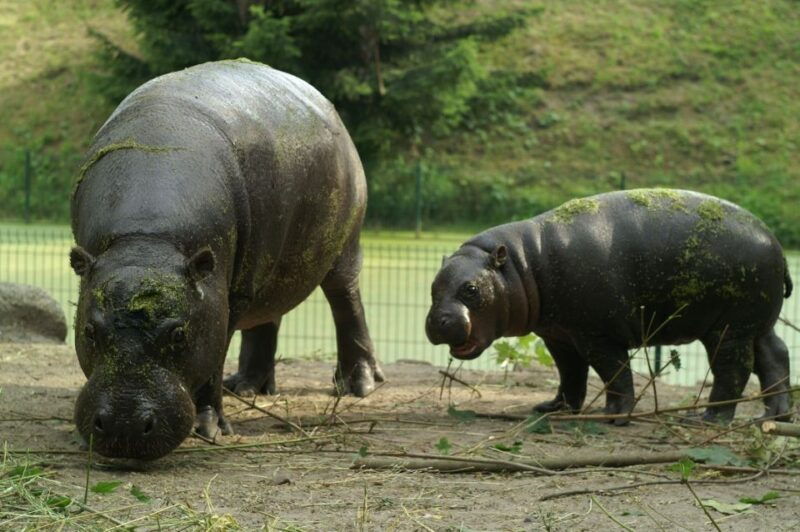 wroclaw-zoo-with-private-transport-and-tickets