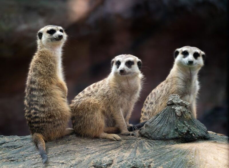wroclaw-zoo-with-private-transport-and-tickets