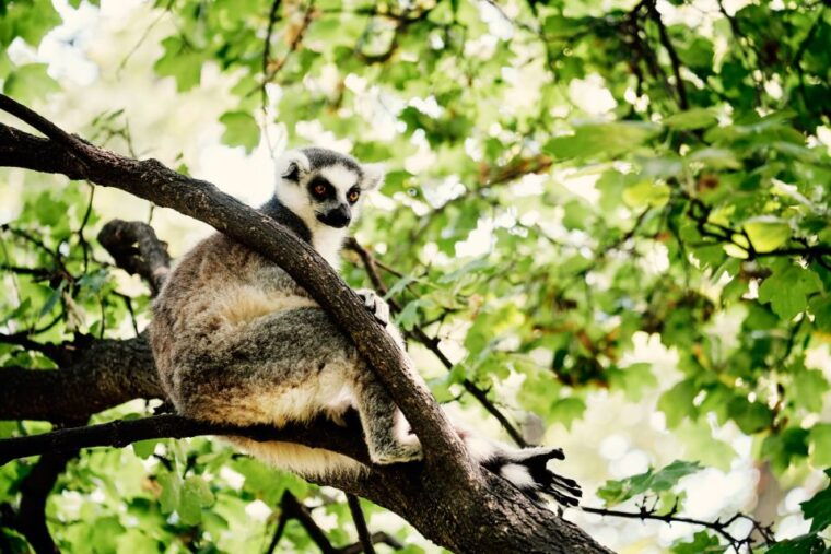 wroclaw-zoo-with-private-transport-and-tickets