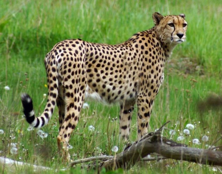 wroclaw-zoo-with-private-transport-and-tickets