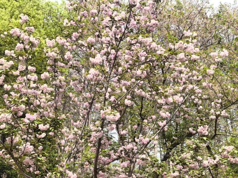 Wuhan: Sakura Blossom Tour with Hanfu Costume Try-On - Key Points