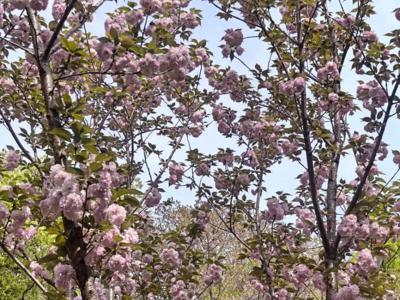 Wuhan: Sakura Blossom Tour with Hanfu Costume Try-On - Discovering Wuhan’s Cherry Blossoms: A Complete Guide