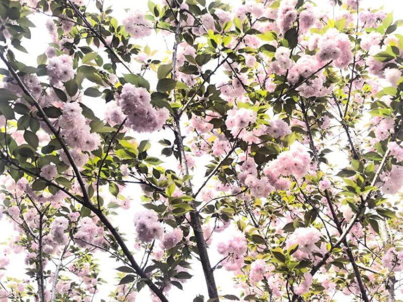 Wuhan: Sakura Blossom Tour with Hanfu Costume Try-On - The Sum Up