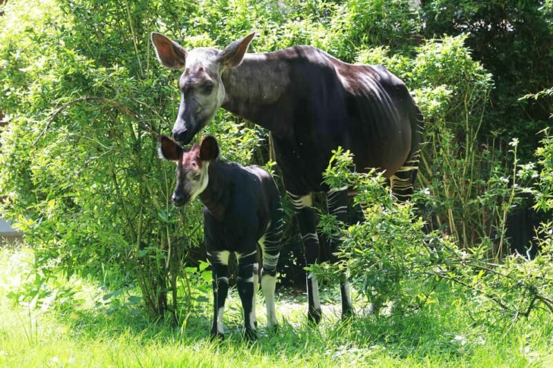 Wuppertal: Admission to the Wuppertal Green Zoo - Who Will Love This Zoo?