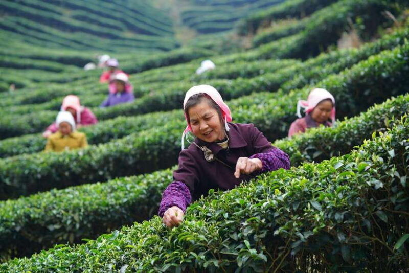 wuyishan-3-day-tea-culture-and-bamboo-rafting-tour