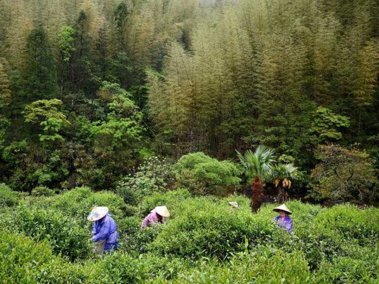 wuyishan-3-day-tea-culture-and-bamboo-rafting-tour