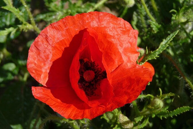 ww1-canadian-battlefields-private-full-day-tour-from-paris