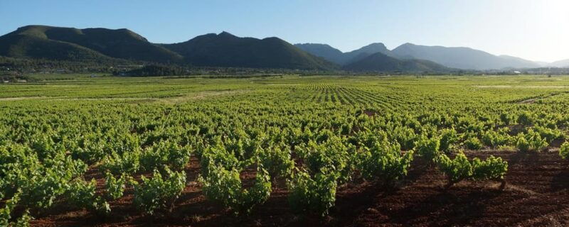 xalo-vineyard-tour-with-wine-tasting-and-snacks