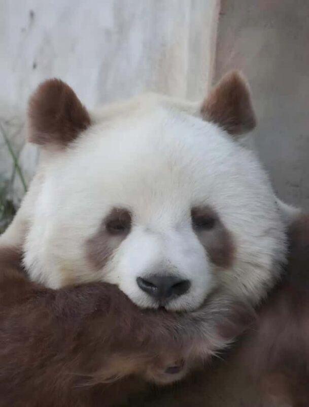 Xi'an: Qinling Four Rare Animals Park & Brown Panda Ticket - Key Points