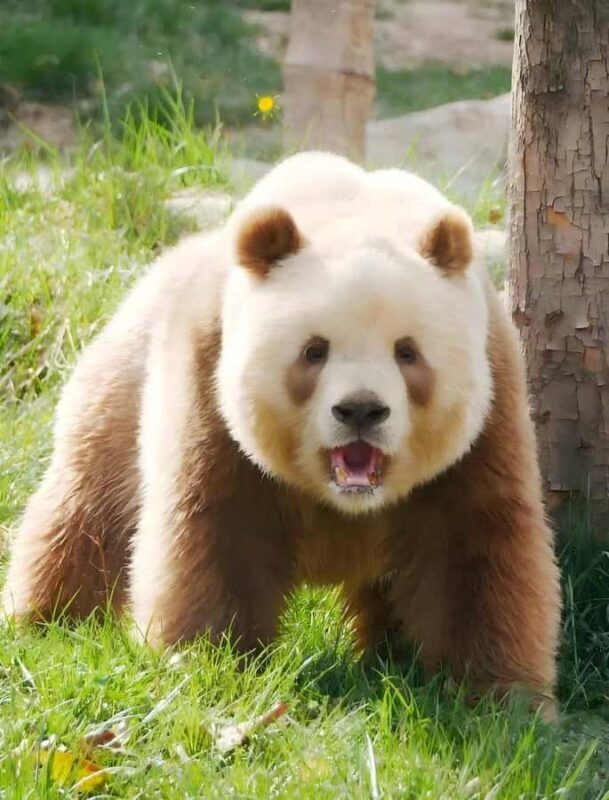 Xi'an: Qinling Four Rare Animals Park & Brown Panda Ticket - What Makes This Experience Stand Out?