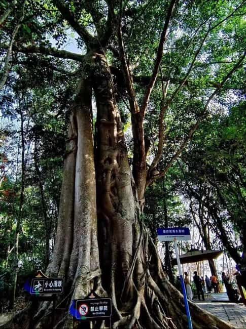 Xishuangbanna: Day Trip to Daluo - Detailed Review of the Xishuangbanna: Day Trip to Daluo