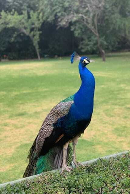 Xochimilco Canals and the Treasures of Coyoacán Tour - Final Thoughts