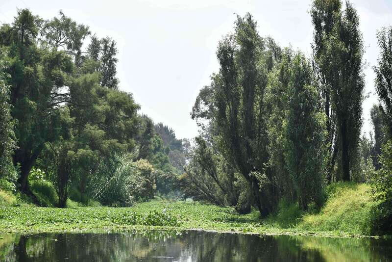Xochimilco Serene: A Calm Cultural Escape from the Crowds - Key Points