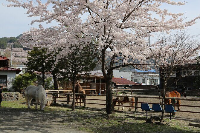 Yabusame Adventure with Mt. Fuji Views - Final Thoughts: Is It Worth It?