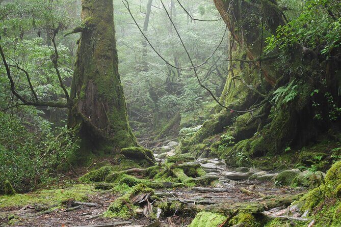 Yakushima 1 day SHIRATANI UNSUIKYO Walking with ENGLISH Speaking Guide - FAQ