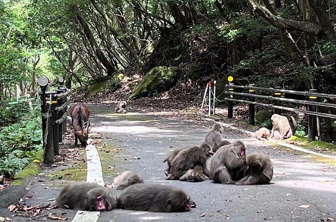 Yakushima Electric Bike Rentals - FAQs