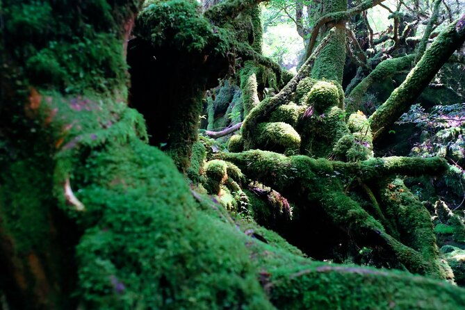 yakushima-private-island-sights-tour-with-english-speaking-guide