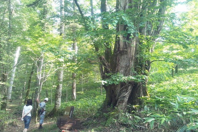 yakusugi-cedar-forest-walking-tour-on-yakushima-island