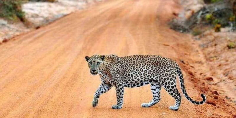 yala-1-day-leopard-safari-with-picnic-lunch-from-hambantota