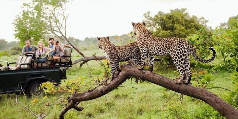 yala-1-day-leopard-safari-with-picnic-lunch-from-hambantota