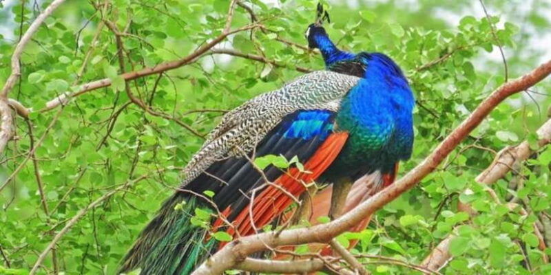 yala-1-day-leopard-safari-with-picnic-lunch-from-hambantota