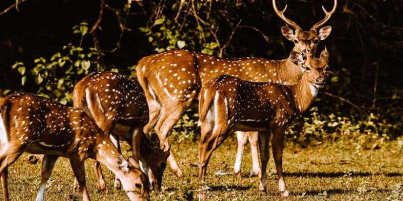 yala-1-day-leopard-safari-with-picnic-lunch-from-hambantota