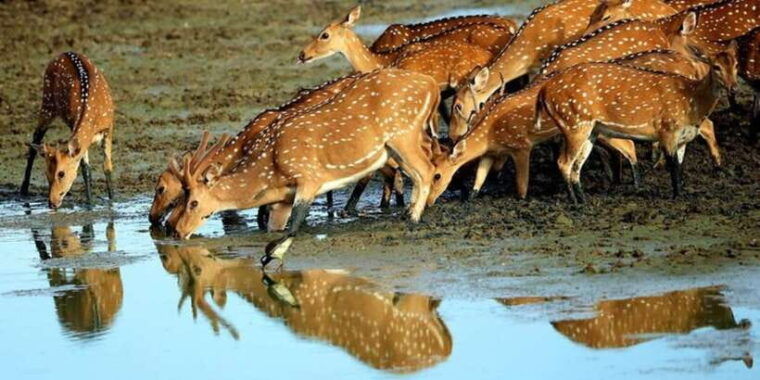 yala-1-day-leopard-safari-with-picnic-lunch-from-hambantota