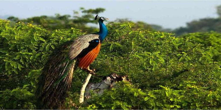 yala-1-day-leopard-safari-with-picnic-lunch-from-hambantota
