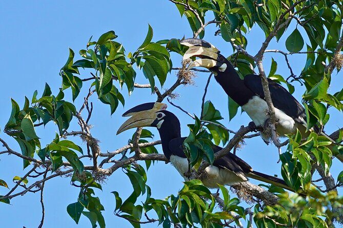 Yala 4h Jeep Safari: Guided Wildlife Experience (All Inclusive) - Who Is This Tour Best For?