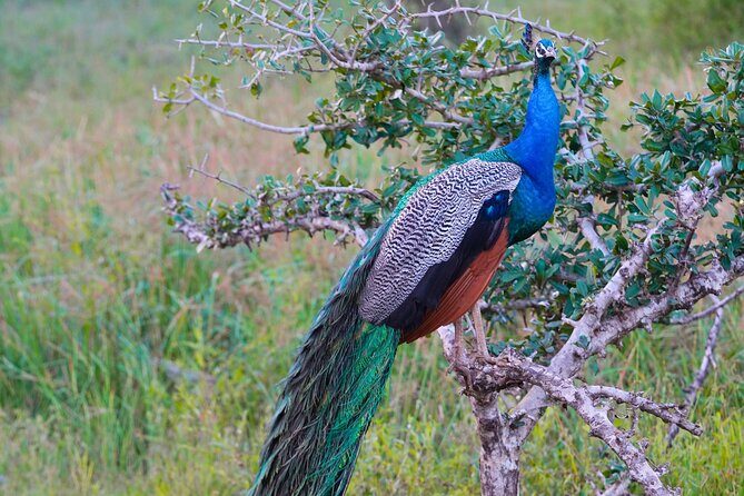 Yala 4h Jeep Safari: Guided Wildlife Experience (All Inclusive) - The Sum Up