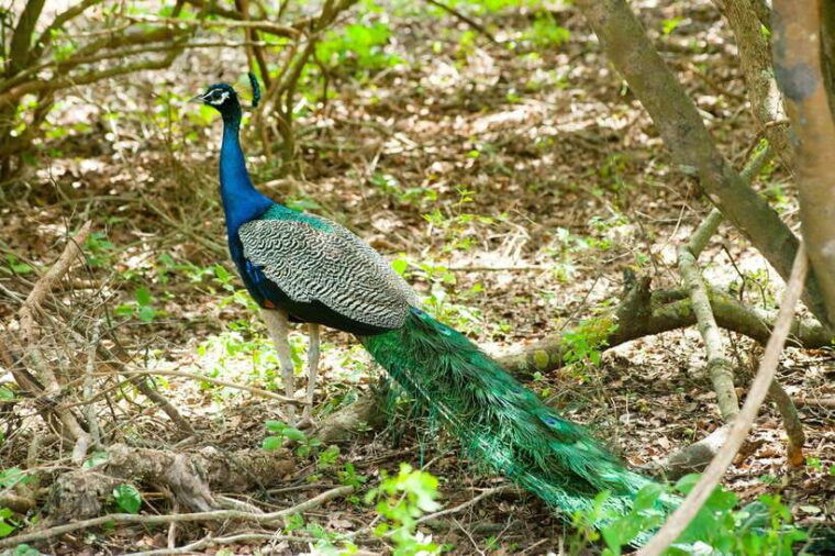 yala-all-inclusive-overnight-glamping-and-safari