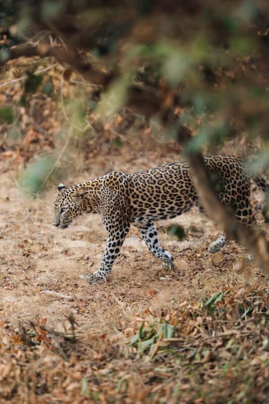 Yala and Udawalawe National Park Safari one Day-All included - An Overview of the Experience