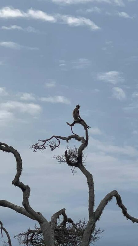 Yala: Bike and Tuk Tuk Tour with Wildlife and Temple Visit - Why This Tour Could Be a Great Choice