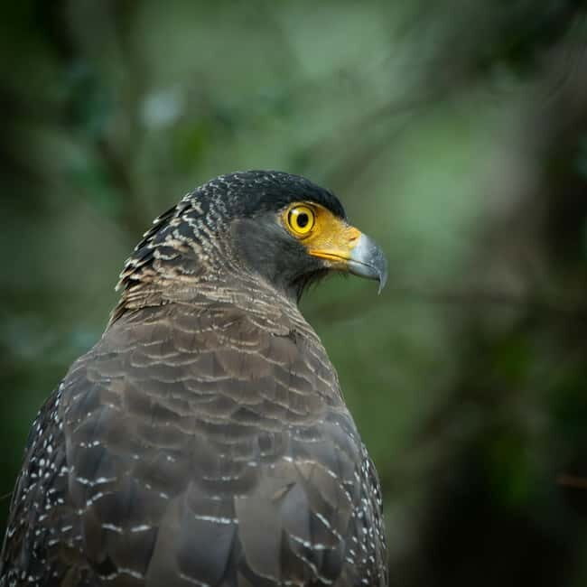 YALA BLOCK 5 & 6 (Weheragala & Lunugamwehera) Safari Tours - Key Points