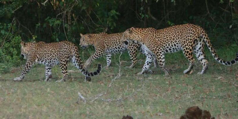 yala-block-5-6-weheragala-lunugamwehera-safari-tours