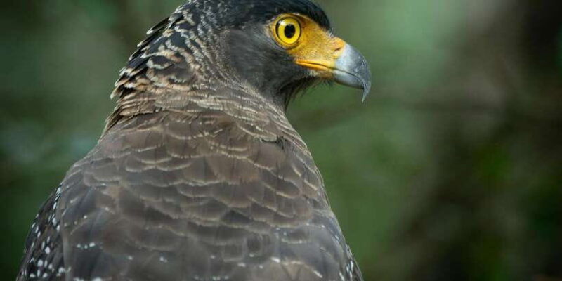 yala-block-5-6-weheragala-lunugamwehera-safari-tours