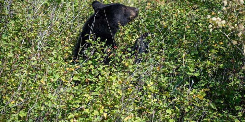 yala-block-5-6-weheragala-lunugamwehera-safari-tours
