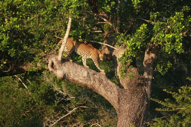 yala-block-5-6-weheragala-lunugamwehera-safari-tours