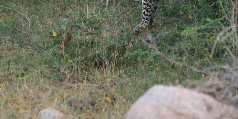 yala-block-5-6-weheragala-lunugamwehera-safari-tours