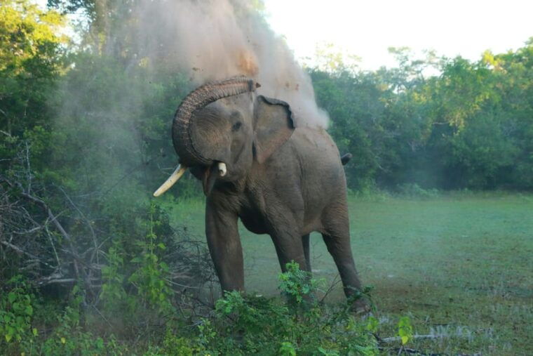 yala-block-5-6-weheragala-lunugamwehera-safari-tours