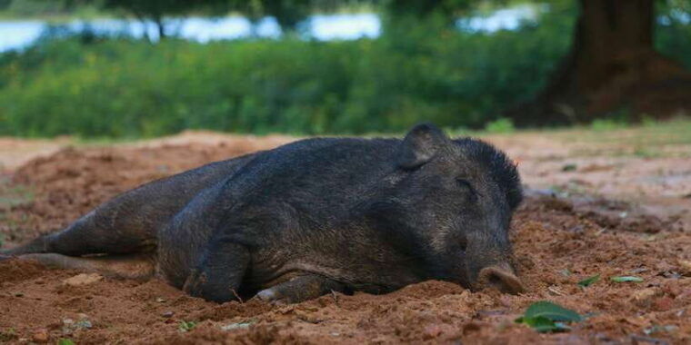 yala-block-5-6-weheragala-lunugamwehera-safari-tours