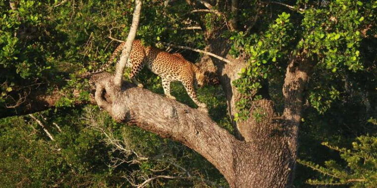 yala-block-5-6-weheragala-lunugamwehera-safari-tours