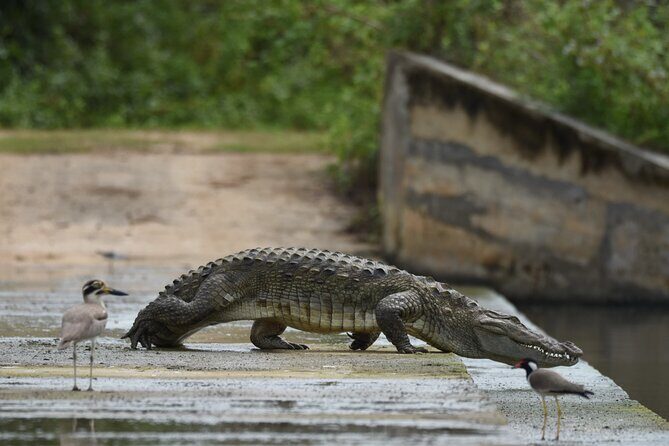 Yala Block 5 Safari - Untouched, Pure Wilderness & No Crowds! - What Reviewers Say