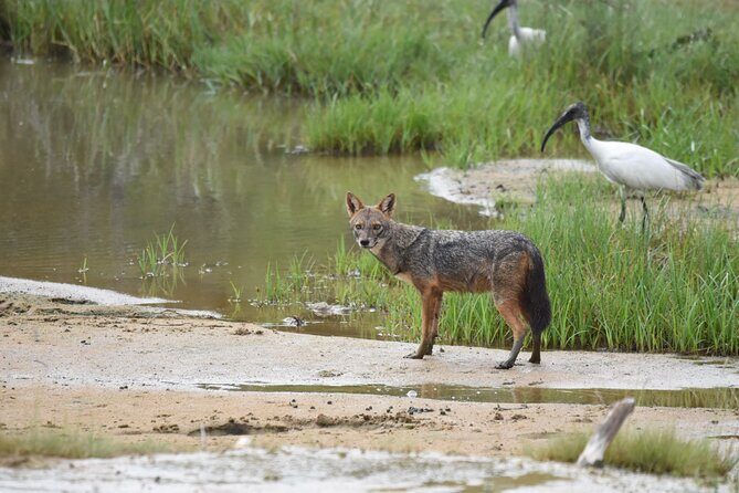 Yala Block 5 Safari - Untouched, Pure Wilderness & No Crowds! - Final Thoughts: Is It Worth It?