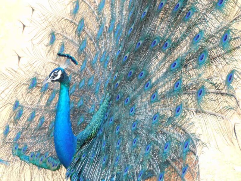 Yala & Bundala Both National Parks: One Day Safari Tour - Authentic Experiences from Review Insights