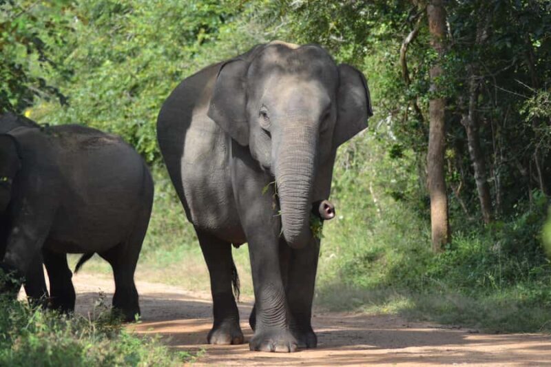 Yala & Bundala Both National Parks: One Day Safari Tour - Who This Tour Is Best For