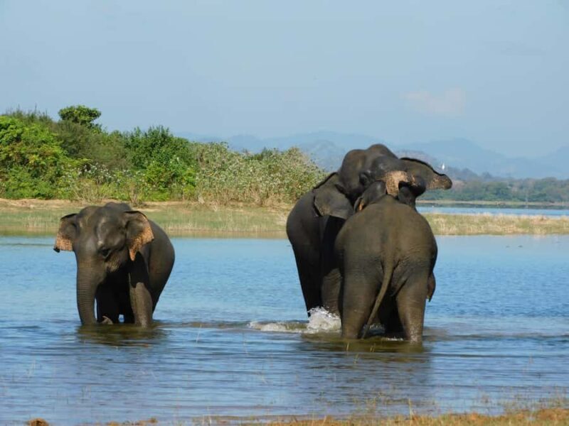 Yala & Bundala Both National Parks: One Day Safari Tour - The Sum Up