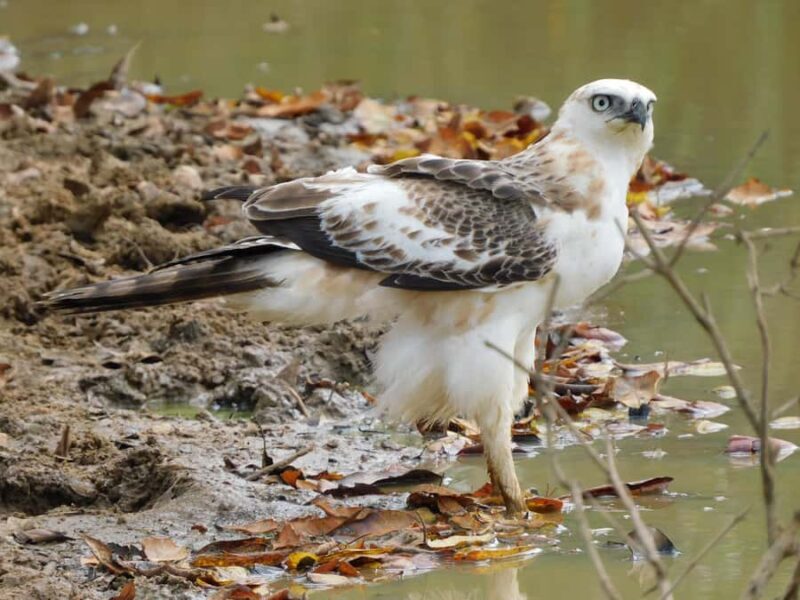 Yala & Bundala Both National Parks: One Day Safari Tour - FAQ