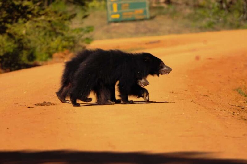 Yala Eco Safari  Wild Conservation Expedition - Yala Eco Safari Wild Conservation Expedition Review