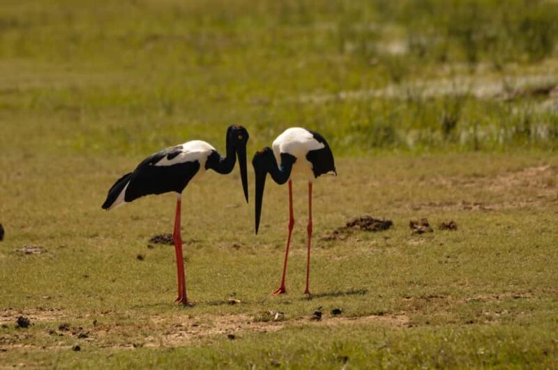 Yala Eco Safari  Wild Conservation Expedition - The Value of This Experience